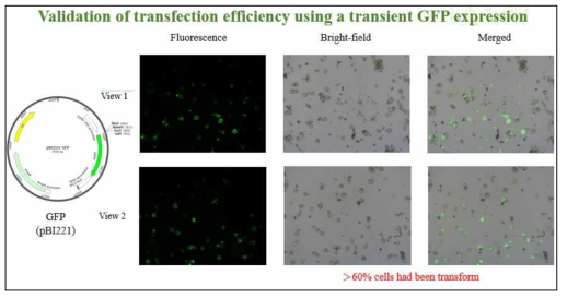 PEG를 통한 원형질체로의 GFP plasmid DNA 도입