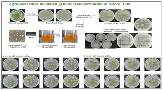 벡터 기반 아그로박테리움 매개 전달과 개체 재분화 유도과정
