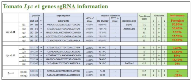 RNP 도입에 의한 토마토 원형질체들의 Lcy e 유전자 변이 효율