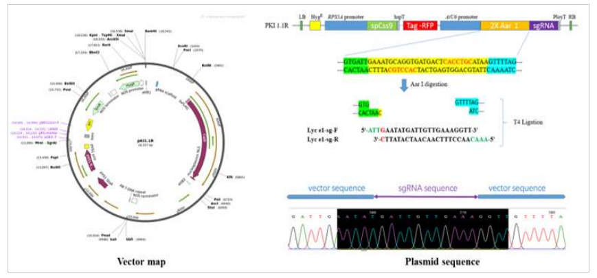 CRISPR/Cas9 vector construction pKI 1.1R::Lye e1 sgRNA