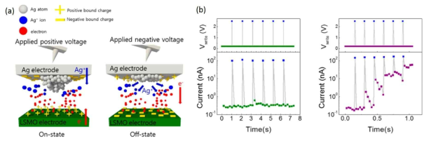 (a) Ag 상부 전극을 가지는 FTJ에서 가해지는 전압의 극성에 따른 전자 및 이온의 움직임을 보여주는 모식도. (b) 가해주는 펄스의 간격을 조절함으로써 STP (왼쪽)와 LTP (오른쪽)를 구현할 수 있다