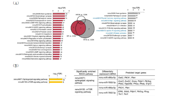 혈중 miRNA의 target 유전자 기능 분석. (A) HF vs. CON 비교조합과 HF/S vs. CON 비교조합. (B) HF/SI vs. CON 비교조합