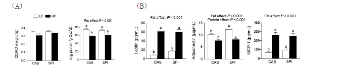 고지방 섭취 및 식이단백질 조성에 따른 (A) 근육조직 무게 및 근육 내 단백질 함량. (B) 혈중 렙틴, 아 디포넥틴 및 MCP-1 변화