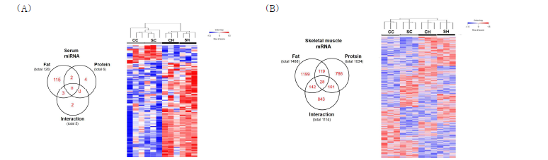 고지방 섭취 및 식이단백질 급원에 따른 (A) 혈중 miRNA 및 (B) 근육조직 mRNA profile 변화