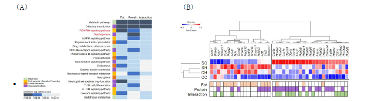 고지방 섭취 및 식이단백질 급원에 따른 (A) 근육조직 DEM의 기능 분석. (B) thermogenesis 관련 유전 자의 군별 발현량 비교