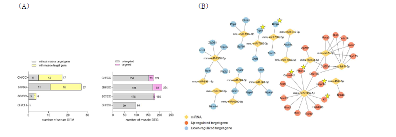 고지방 섭취 및 식이단백질 급원에 따른 (A) 군별 DEM과 DEG의 특성. (B) SH/SC 비교 조합에서의 miRNA-mRNA interaction 네트워크 분석.