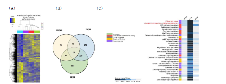 고지방고콜레스테롤 식이를 섭취한 ApoE KO 마우스의 지방조직 전사체 분석. (A) Heatmap (B) 군간 비교조합의 DEG 수 벤다이어그램. (C) 군간 상이한 발현을 나타내는 유전자의 KEGG 기능분석