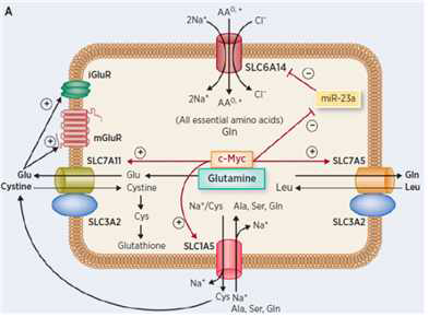 암세포에서 작용하는 주요 운송체 (Bhutia et al., 2015)