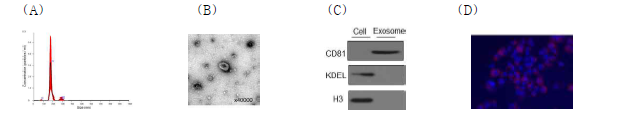 지방세포에서 분리된 엑소좀의 특성 분석. (A) 크기, (B) morphology, (C) 단백질 마커, (D) Hepa1-6 세포 주 내 엑소좀 uptake 확인(적색: 엑소좀, 청색: 핵).