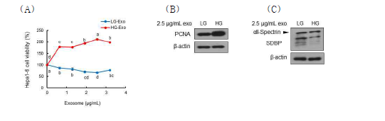 지방세포주 유래 엑소좀 처리에 따른 간암세포의 (A) 생존률, (B) 세포분열 및 (C) 아폽토시스 조절 효과