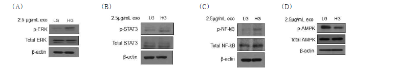 엑소좀의 처리에 따른 간암세포의 (A) ERK, (B) STAT3, (C) NF-kB 및 (D) AMPK 활성도 조절 효과