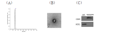 근육세포에서 분리된 엑소좀 특성 분석.