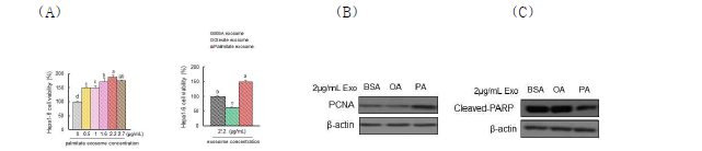 Palmitate 또는 oleate가 처리된 근육세포주 유래 엑소좀에 의한 (A) 간암세포의 생존률, (B) 세포분열 및 (C) 아폽토시스 조절 작용