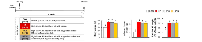 (A) 동물연구 scheme (B) 체중 및 지방조직 무게