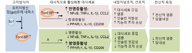 골수성세포 내 TonEBP가 내장지방조직 리모델링을 통해 비만형 인슐린 저항성과 염증을 촉진함