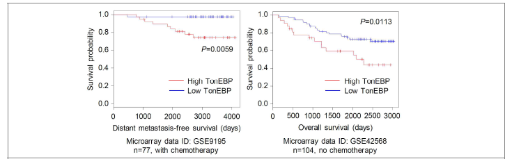TonEBP의 높은 발현이 항암제 투여 유무에 상관없이 유방암 환자의 생존률 감소와 상관성이 있음. (2개의 독립적 유전자발현 데이터 분석)