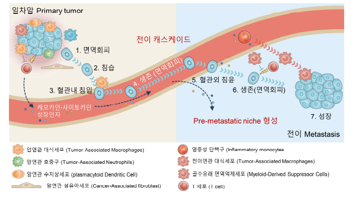 Pre-metastatic niche 형성과 전이 캐스케이드