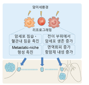 염증성 단핵구와 대식세포의 전이 촉진 활성