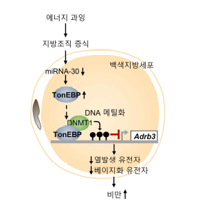 지방세포 TonEBP의 후성유전학적 조절 기능에 의한 비만 촉진 기전 모델 (Lee등, Nature Commun., 2019, 교신저자)