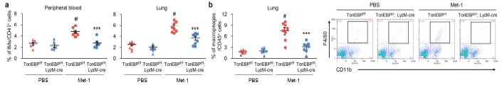 골수성세포 특이적 TonEBP결손 생쥐에서 염증성 단핵구 및 대식세포의 수 감소 (a) 혈액 및 폐의 염증성 단핵구 수 감소. (b) 폐의 전이연관 대식세포 유입 감소 TonEBPf/f;WT,TonEBPf/f/LyzM-Cre; 골수성세포 특이적 TonEBP 결손 생쥐; IM; inflammatory monocyte, 염증성 단핵구