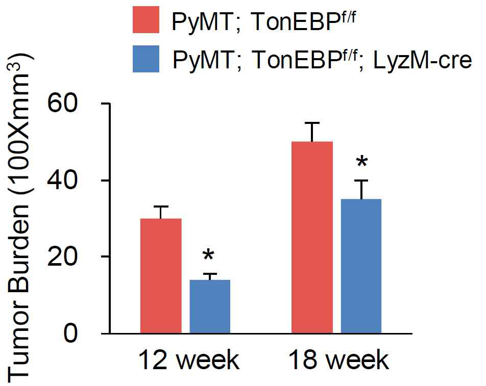 유방암 성장이 골수성세포 특이적 TonEBP 결손 생쥐에서 감소함 PyMT: MMTV-pyMT, TonEBPf/f;WT, TonEBPf/f/LyzM-Cre; 골수성세포 특이적 TonEBP 결핍 생쥐