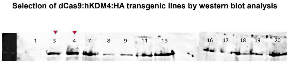 A representative immunoblot showing the expression of dCas9:hKDM4:HA at various levels in the transgenic lines.