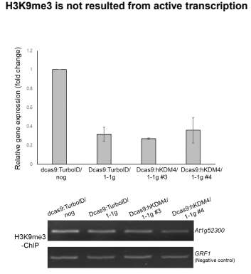 Relative transcription level (upper pannel) and H3K9me3 level (lower pannel) of the target gene in dCas9:KDM4-3/1-1g, dCas9:KDM4-4/1-1g, control인 dCas9:TurboID/1-1g, dCas9:TurboID/nog.