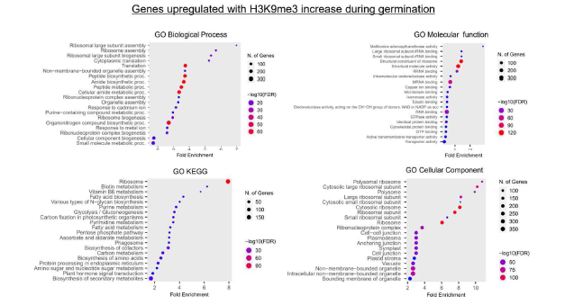 GO-analysis of genes upregulated with H3K9me3 increases during germination.