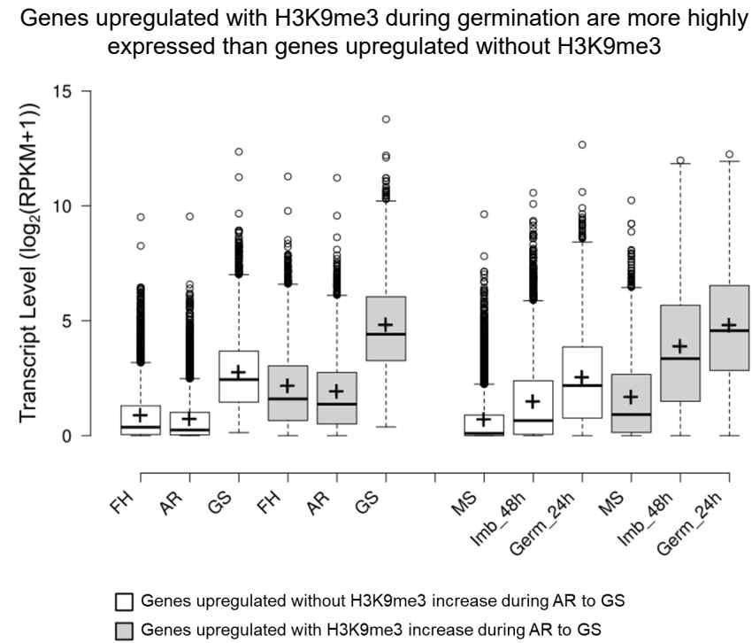 Transcript level of genes upregulated during germination at different developmental stage of seeds.