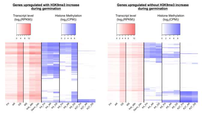 Heat map for RNA-seq, H3K4me3, H3K9me3, and H3K27m3 of genes upregulated during germination.