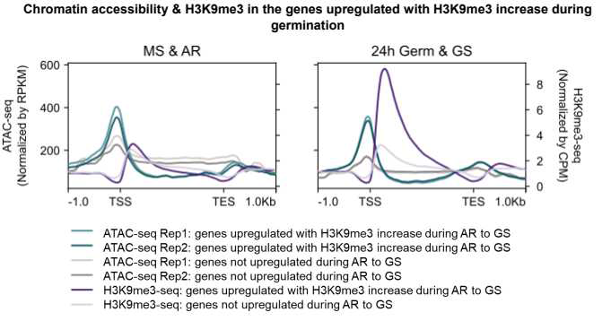 Plotprofiles of ATAC-seq and H3K9me3-ChIP seq for the genes upregulated with H3K9m3 increase at dry- or germinating seed stages.