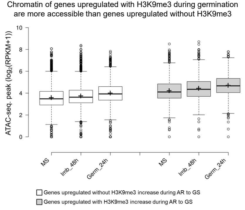 ATAC-seq value of the genes upregulated with- or without H3K9me3 increase uring germination at various seed stages.