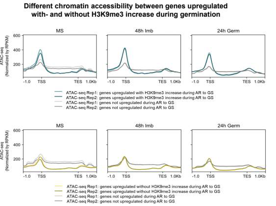 Plotprofiles of ATAC-seq for the genes upregulated during germination withand without H3K9me3 increase (upper and lower pannels, respectively)