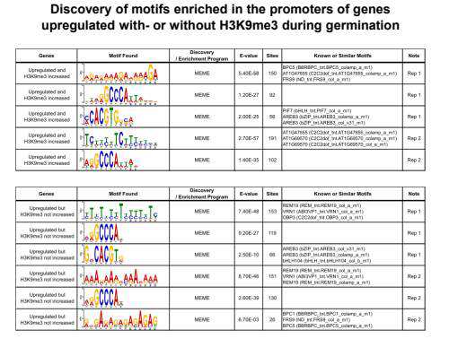 List of motifes found in the promoter of genes upregulated during germination with- and without H3K9me3 increase (upper and lower pannels, respectively).