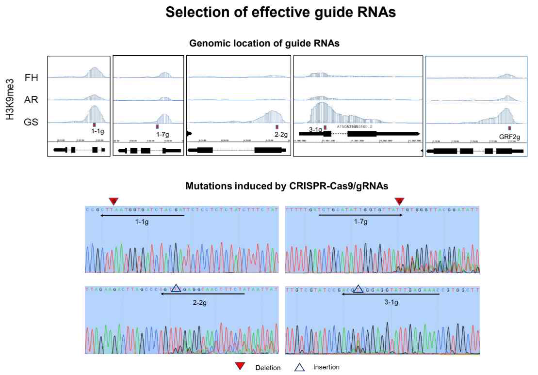 Examples of mutations found in seedlings expressing Cas9 along with the gRNA 1-1, 1-7, 2-2, or 3-1. Arrows indicate the gRNA sequences.