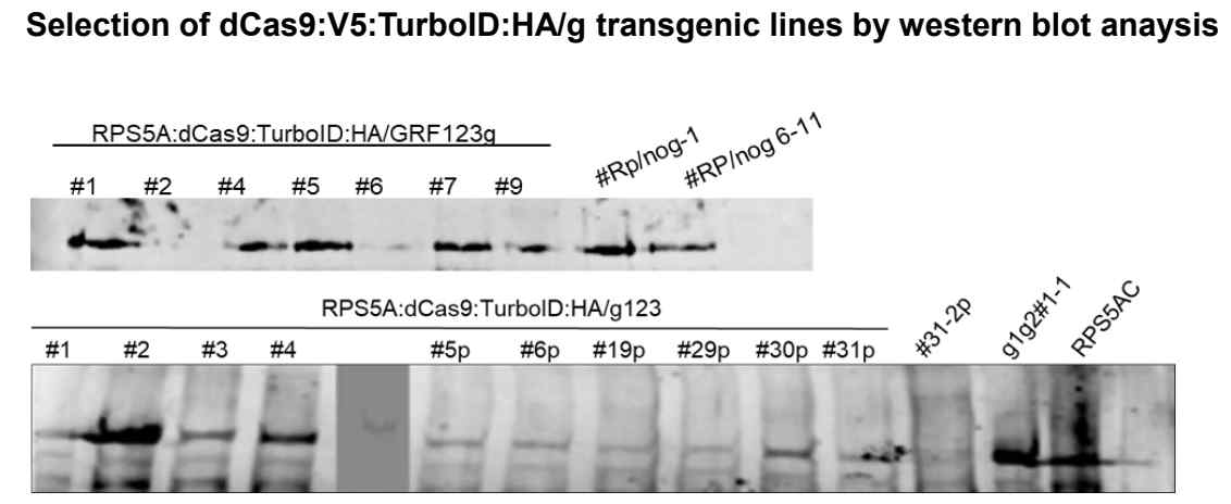 Representative western blots to select dCas9:V5:TurboID:HA/g transgenic lines.