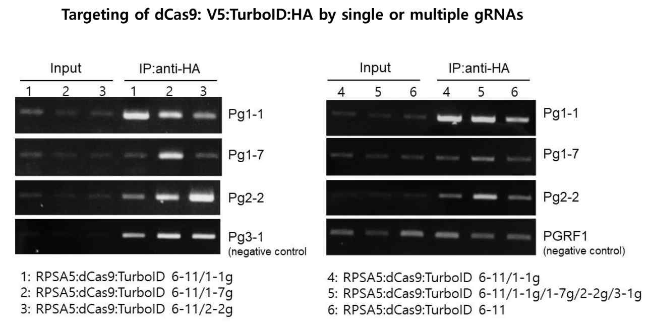 ChIP-PCR results showing gRNA –specific enrhiment of the target regions.