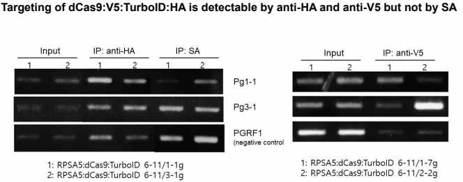 ChIP-PCR results for ChIP with different antibodies.