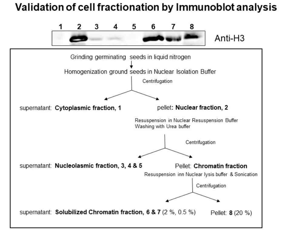 Diaggram of the process to obtain chromatin fraction and immunoblot to confirm its validity