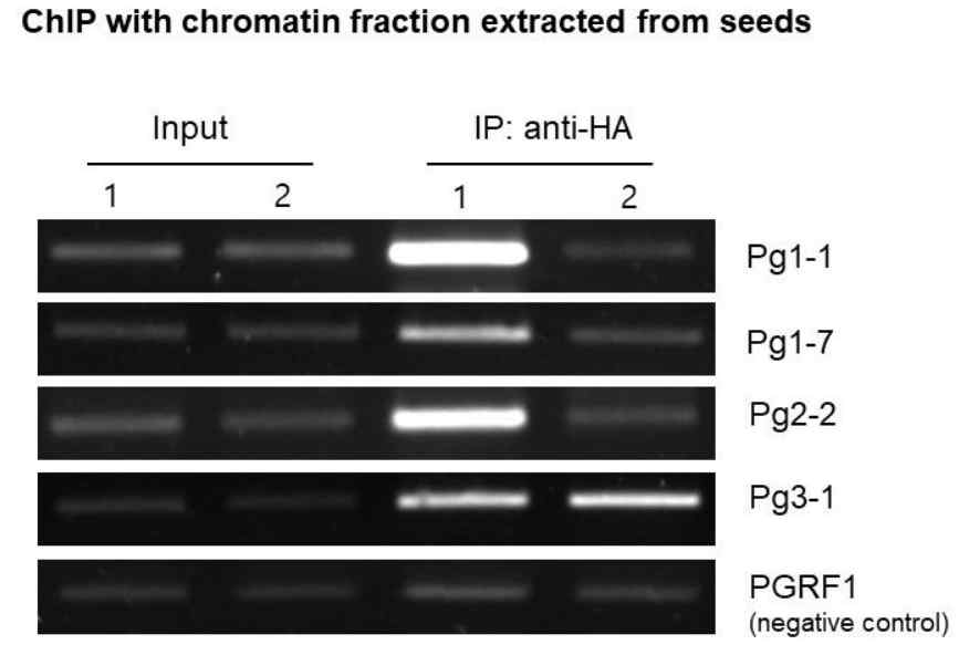 ChIP assay results using seed chromatin fraction