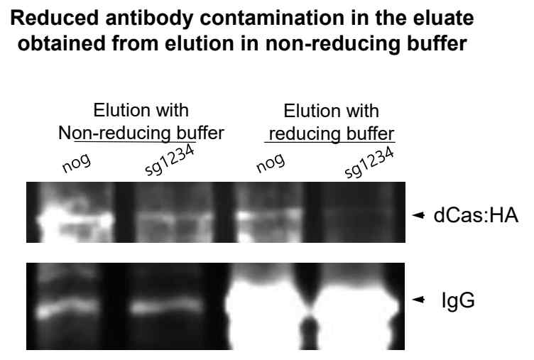 Immonoblot of IP-eluates. Secondary antibody raised in mouse was used to detect antibody contamination.