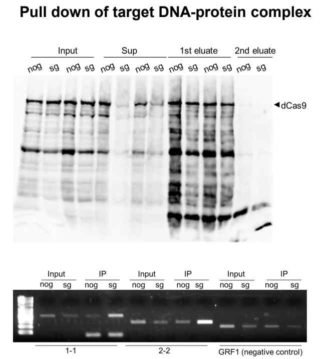 Immonoblot analysis and ChIP-assay of IP-eluates.