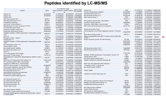 List of peptides present in HA-immunopurified protein-DNA complexes which were identified by LC-MS/MS analysis.