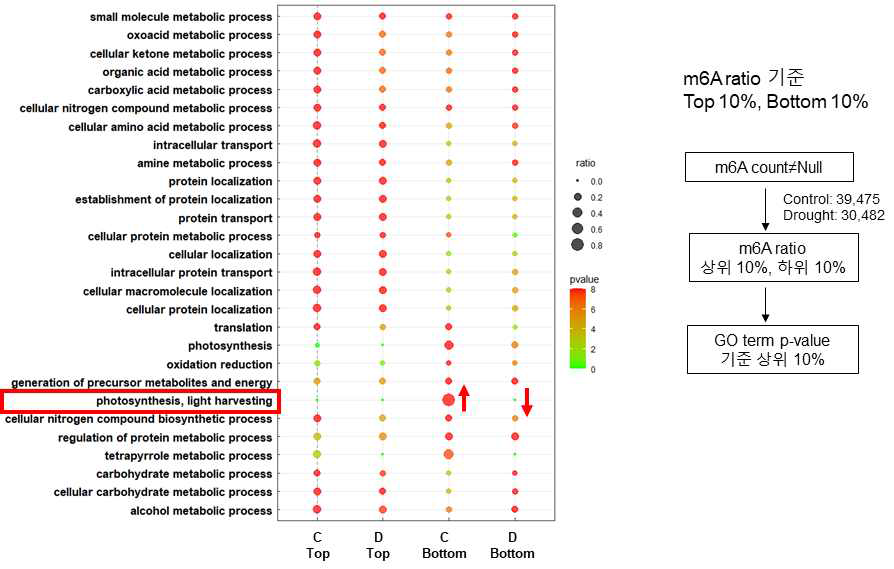 m6A변형 비율 기반의 유전자 기능 분석