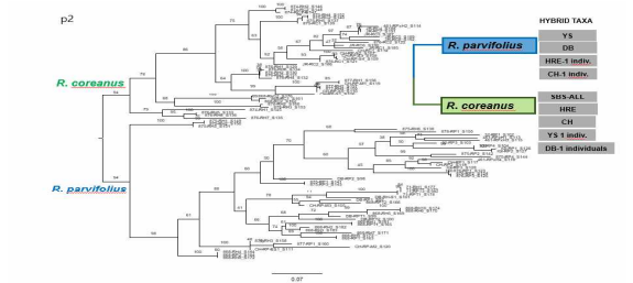 SNP를 활용한 Idaeocanthii절의 미기록 잡종 분류군과 부모종과의 계통학적 유연관계