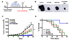 PTX/R848 MN을 투여한 흑색종 동물모델 마우스에서의 항암효과(B, C) 및 생존율(D) 평가