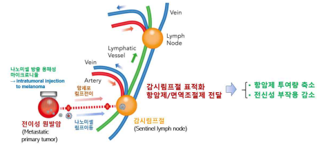 마이로니들 기반 감시림프절 표적화 항암제 전달 기술을 이용한 암 치료법의 모식도