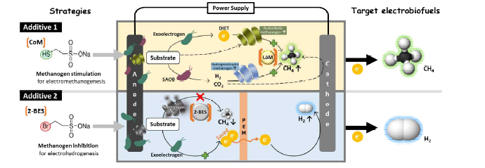 CoM과 2-BES를 활용한 메탄균과 전기화학적 활성 미생물의 생물반응조절 전략
