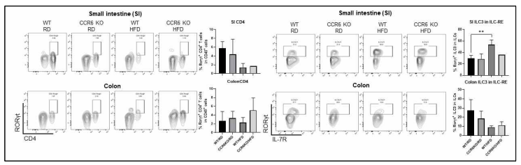 고지방식이를 투여한 CCR6 KO 마우스에서 장내 RORγ+CD4+ T 세포와 ILC3 세포 분석