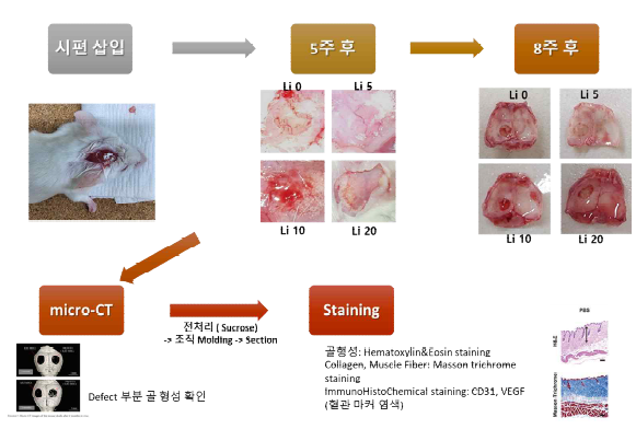 In vivo 모델 구축을 위한 예비 실험 사진.